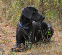 MoJo (Sire)